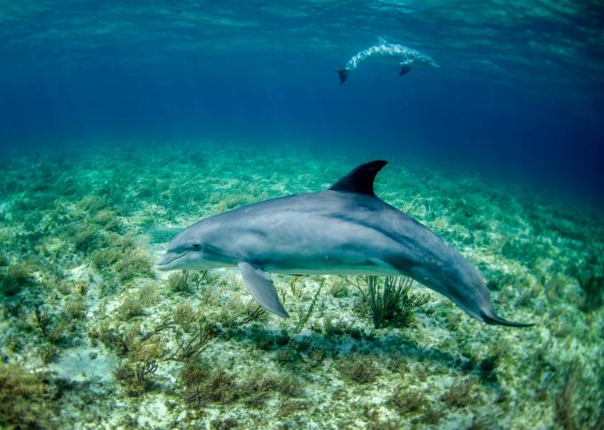 Rejs katamaranem i oglądanie delfinów